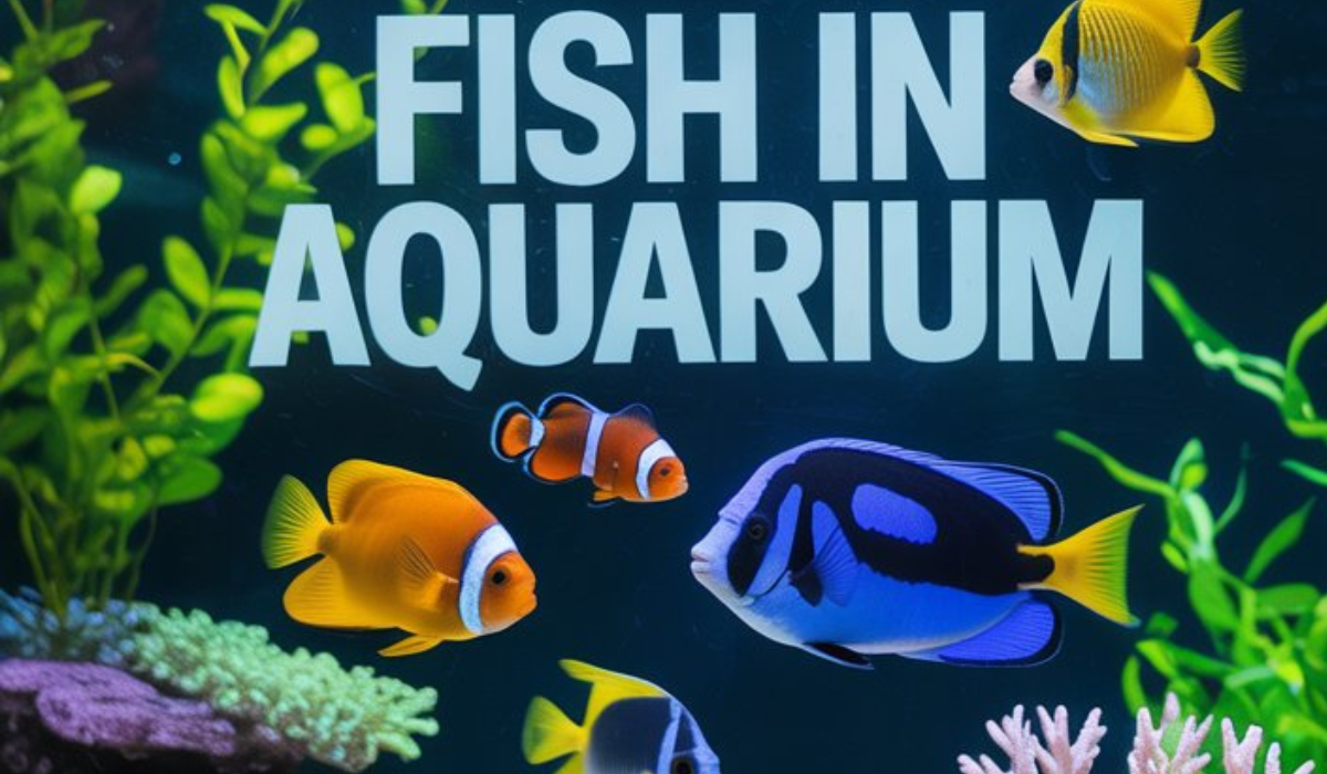 Fish in Aquarium