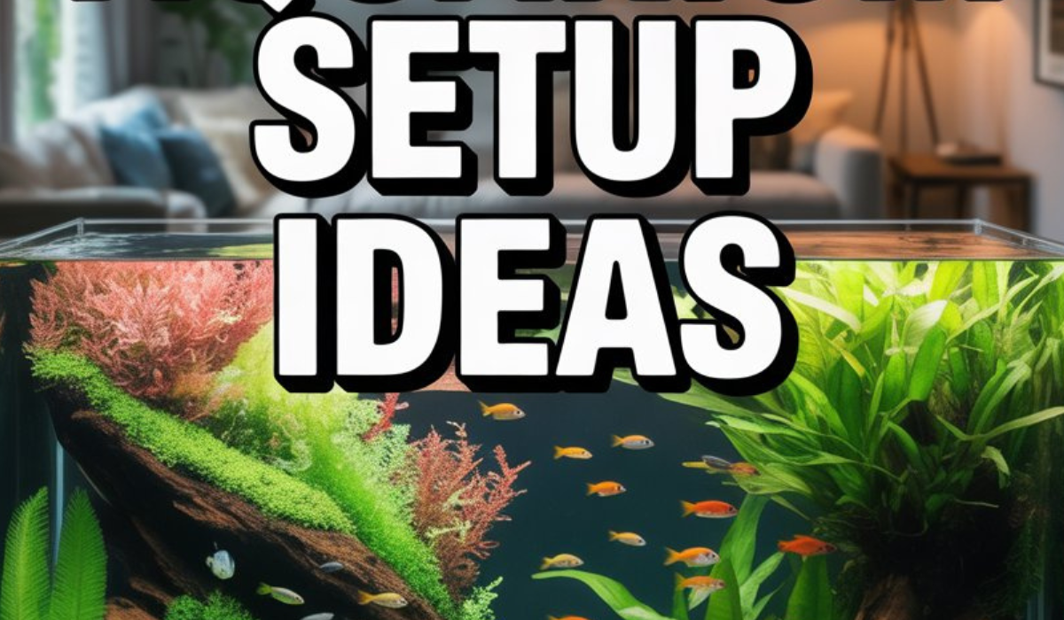 Aquarium Setup Ideas