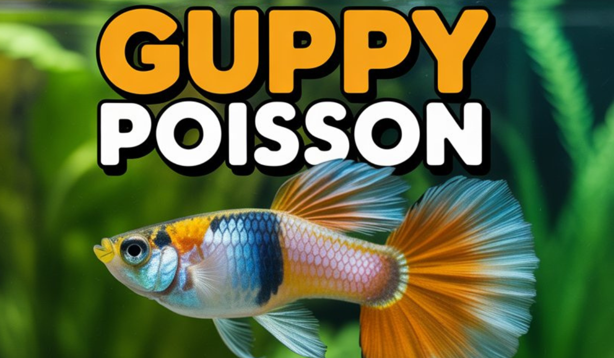 Guppy Poisson