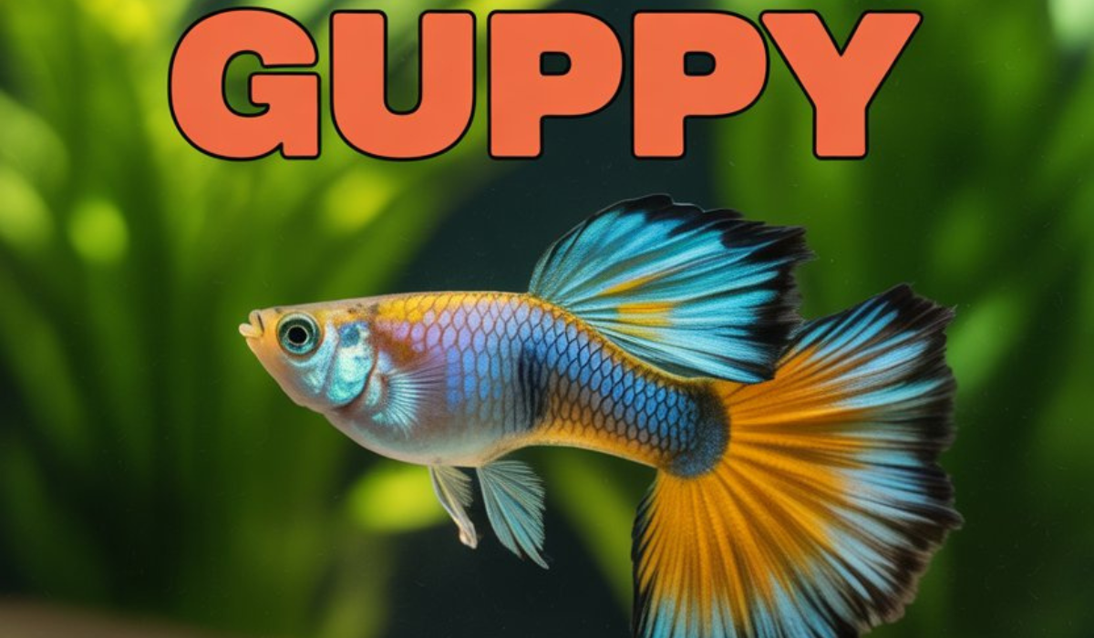 Peixe Guppy