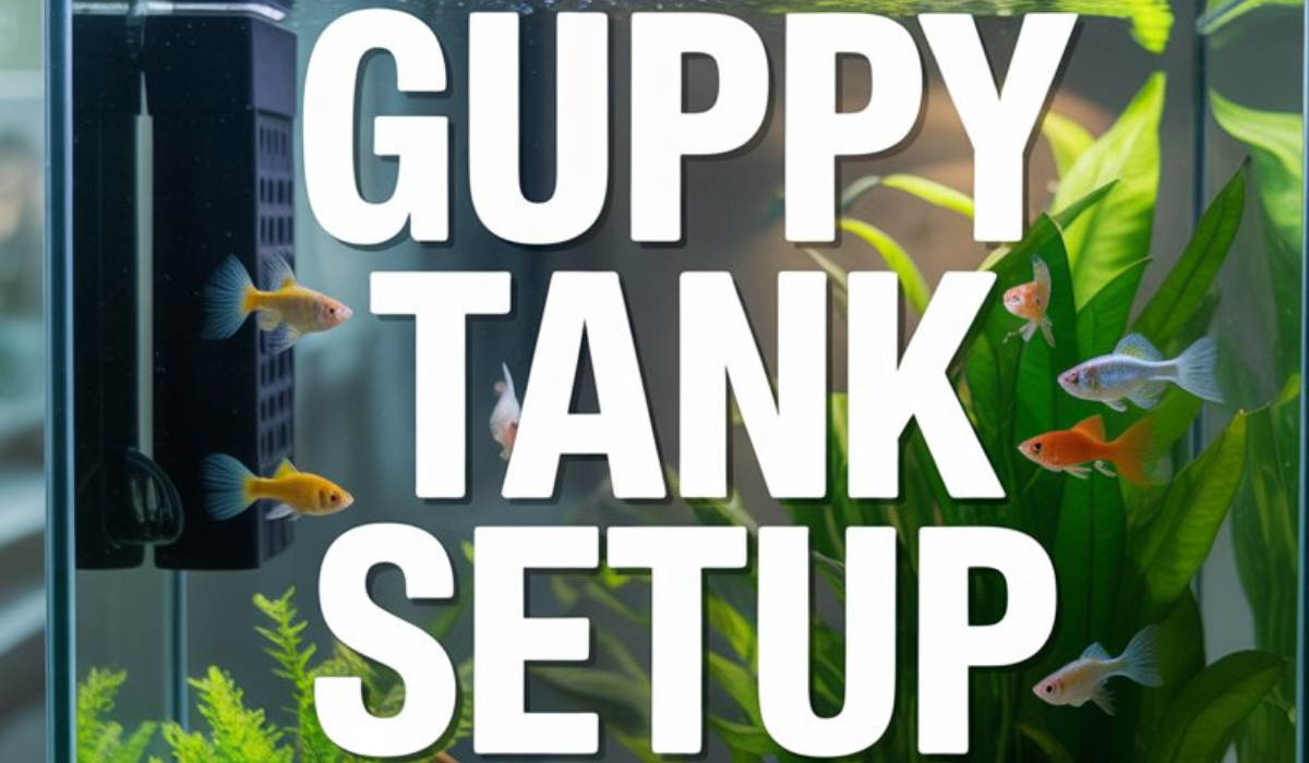 Guppy Tank Setup