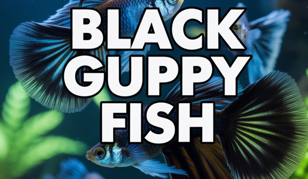 Black Guppy Fish