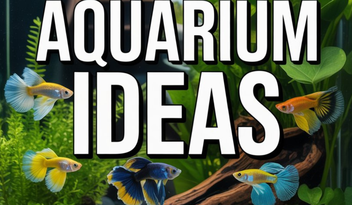 Guppy Aquarium Ideas