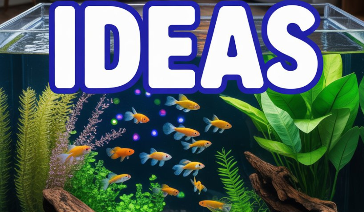 Guppy Tank Ideas