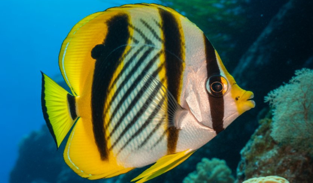 Butterflyfish