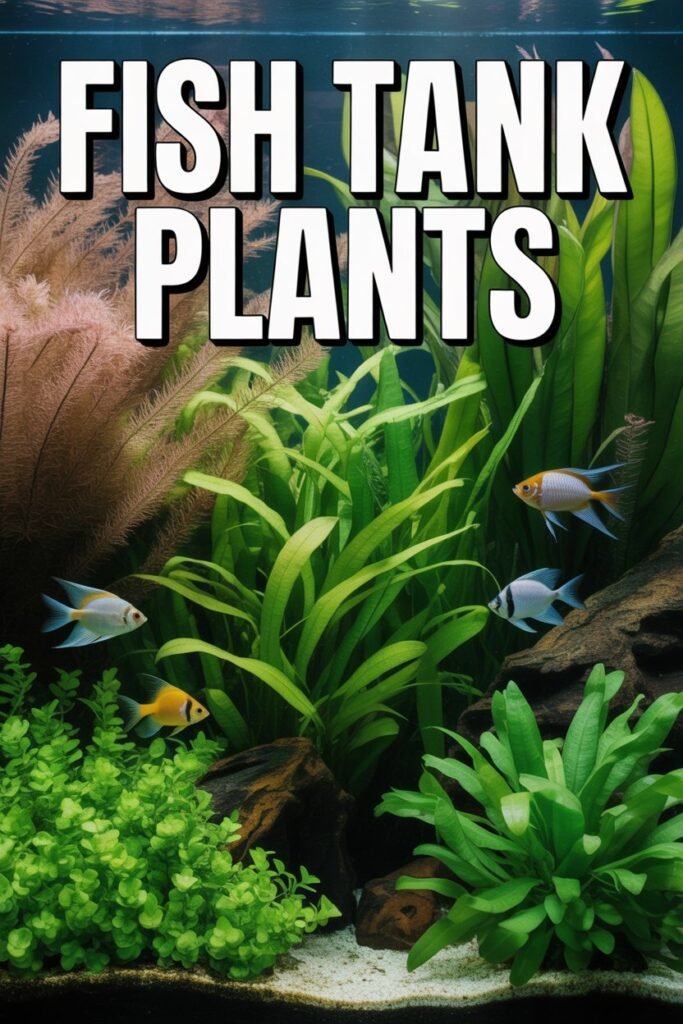 Fish Tank Plants