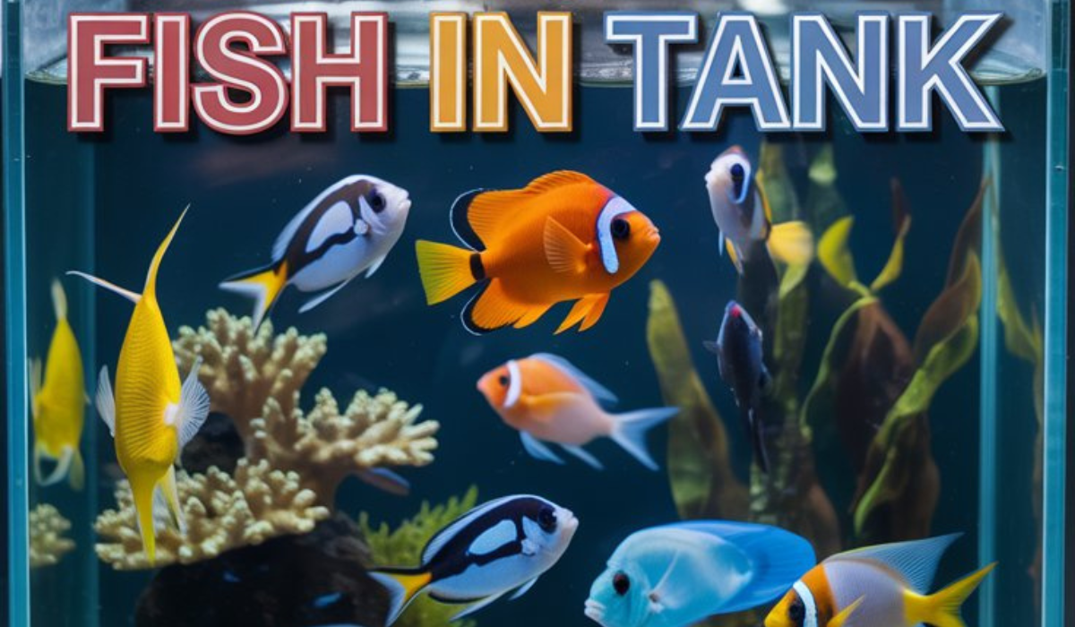 Fish in Tank