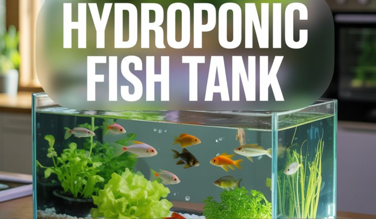 Hydroponic Fish Tank