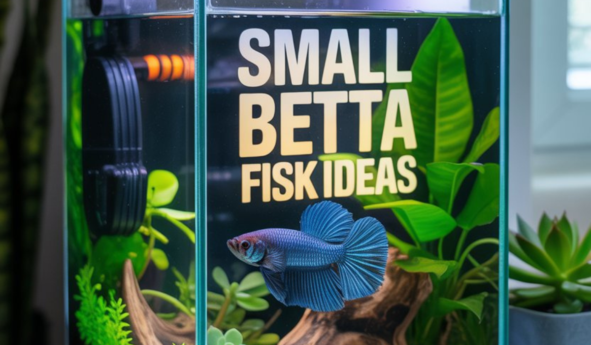 Small Betta Fish Tank Ideas