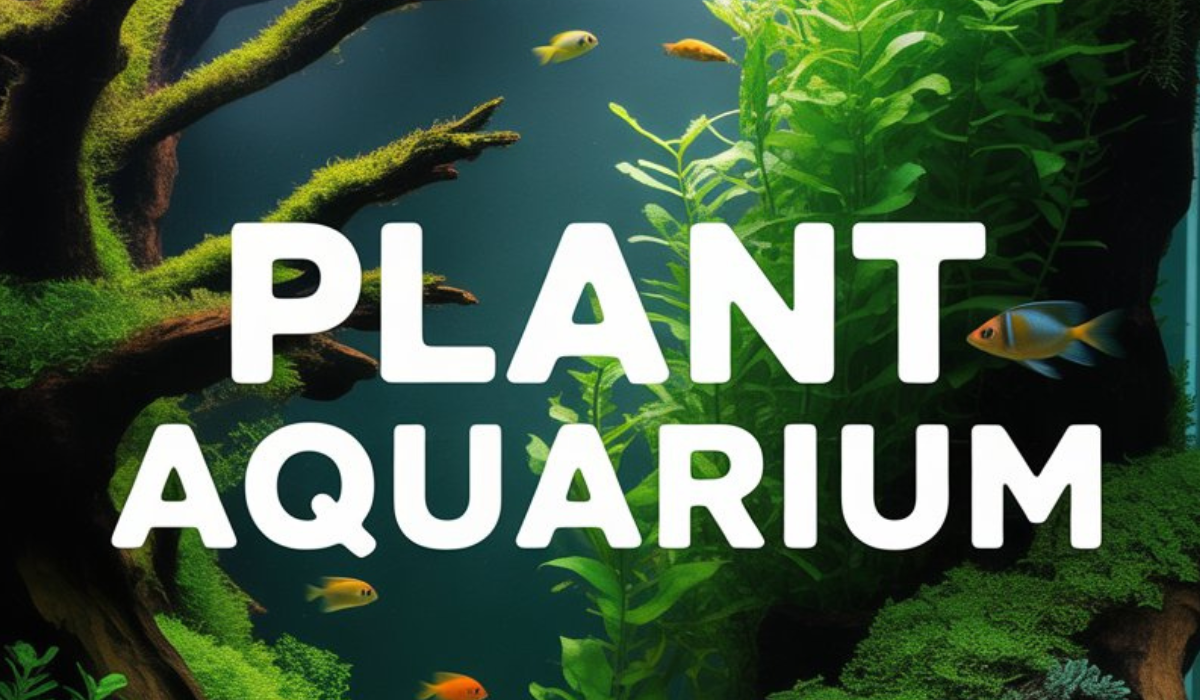 Plant Aquarium