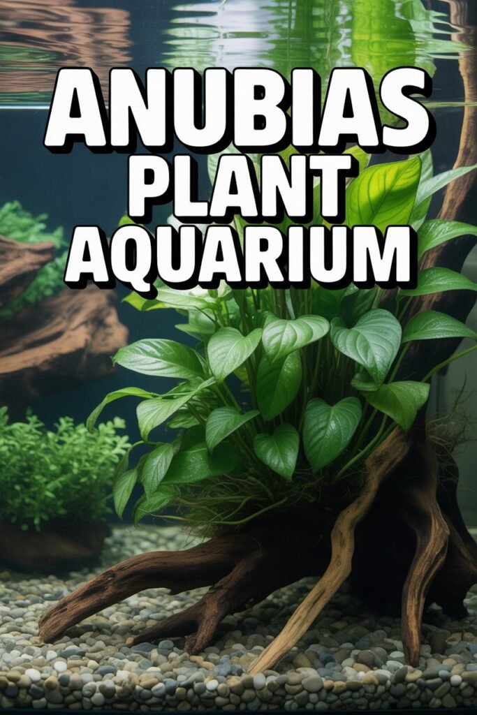 Anubias Plant Aquarium