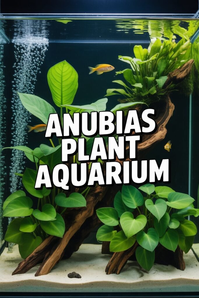 Anubias Plant Aquarium