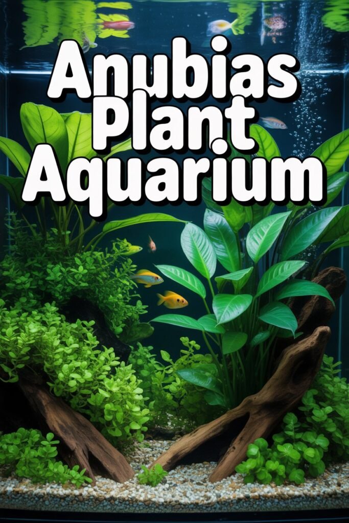 Anubias Plant Aquarium