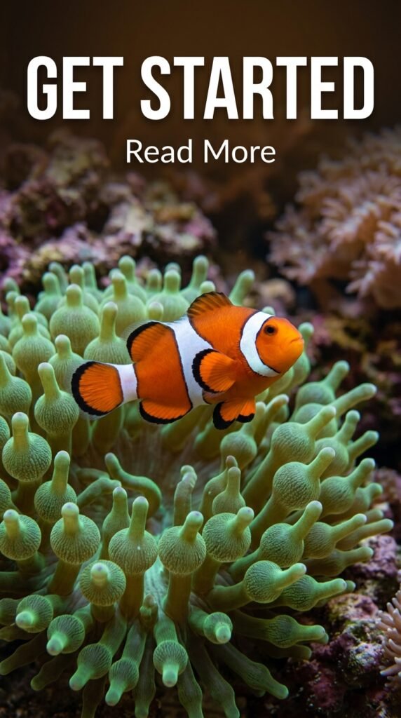 Clown Fish Tank