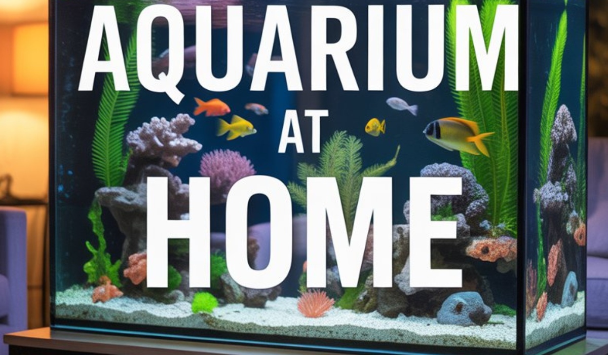 Aquarium at Home
